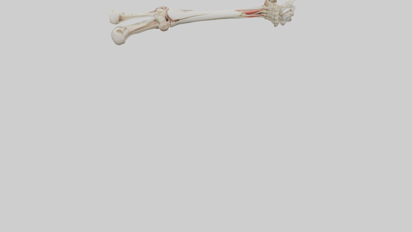 Human Radius and Ulna Model VR / AR / low-poly