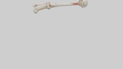 Human Radius and Ulna Model VR / AR / low-poly