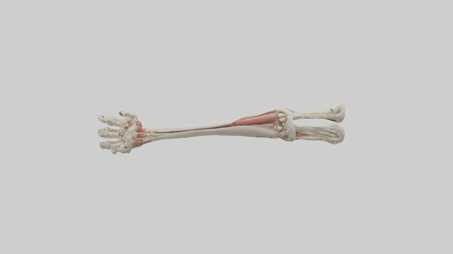 Human Radius and Ulna Model VR / AR / low-poly