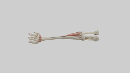 Human Radius and Ulna Model VR / AR / low-poly