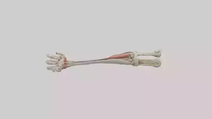 Human Radius and Ulna Model VR / AR / low-poly