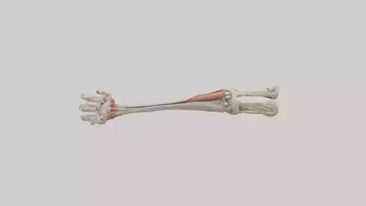 Human Radius and Ulna Model VR / AR / low-poly