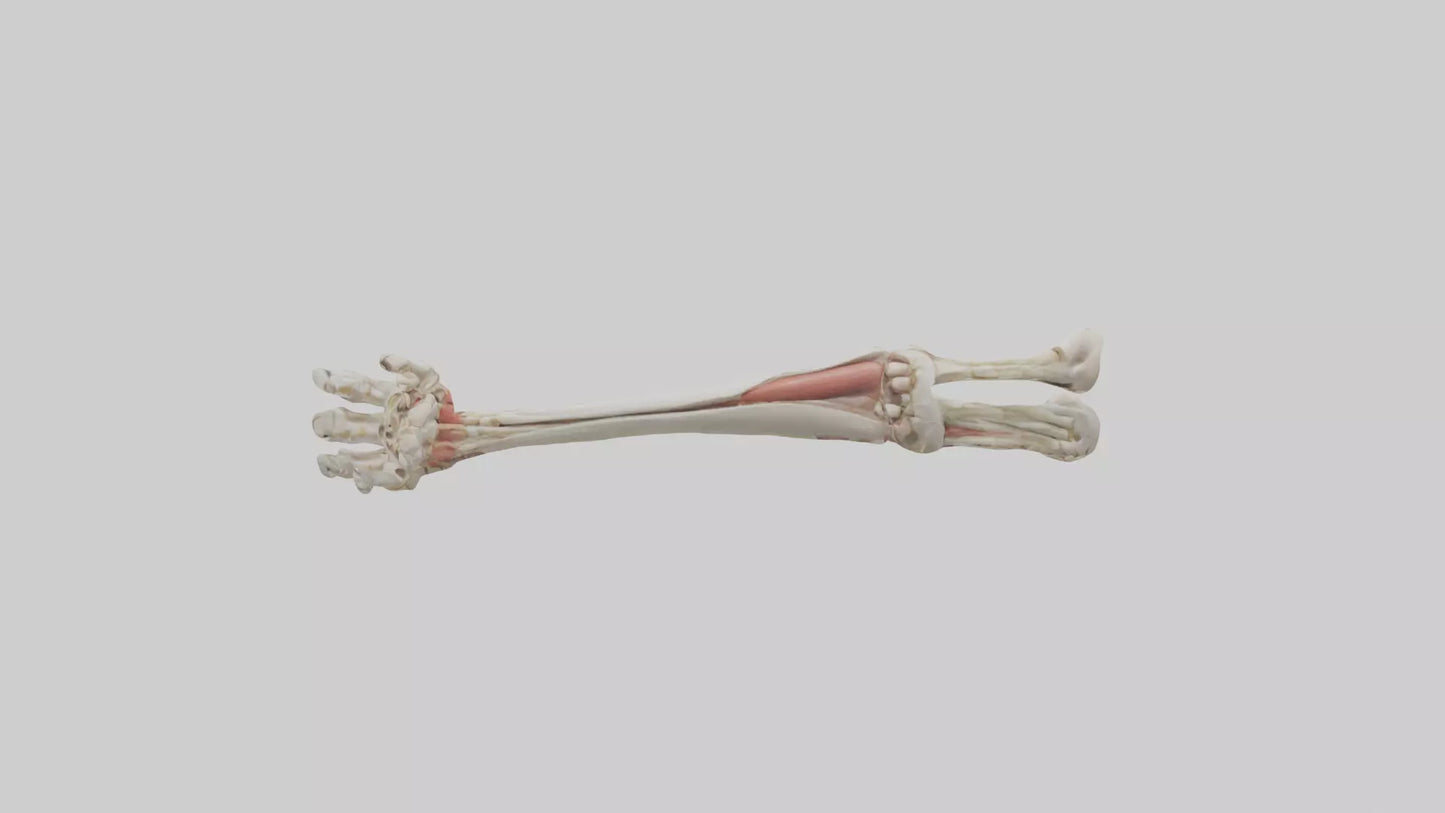 Human Radius and Ulna Model VR / AR / low-poly