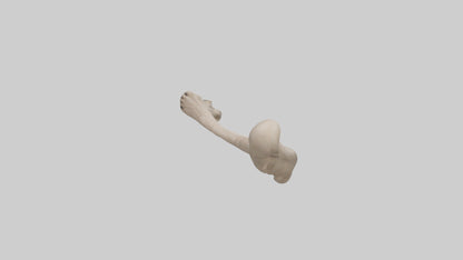 3D model Human Radius Model VR / AR / low-poly