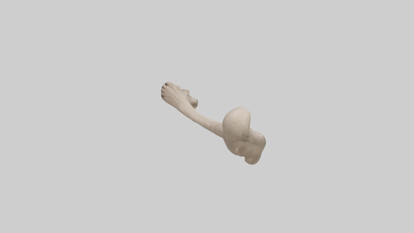 3D model Human Radius Model VR / AR / low-poly