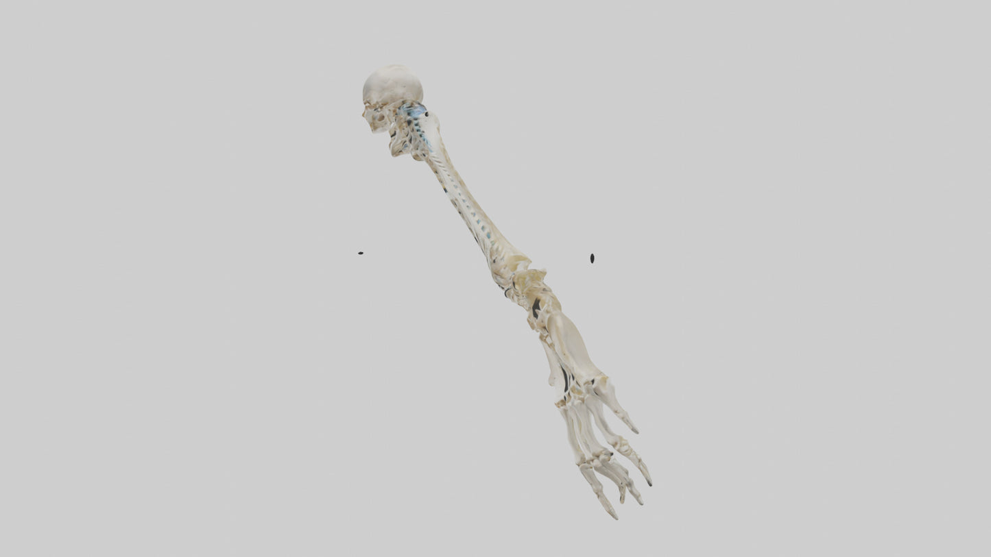 Human Radius Skeleton model VR / AR / low-poly