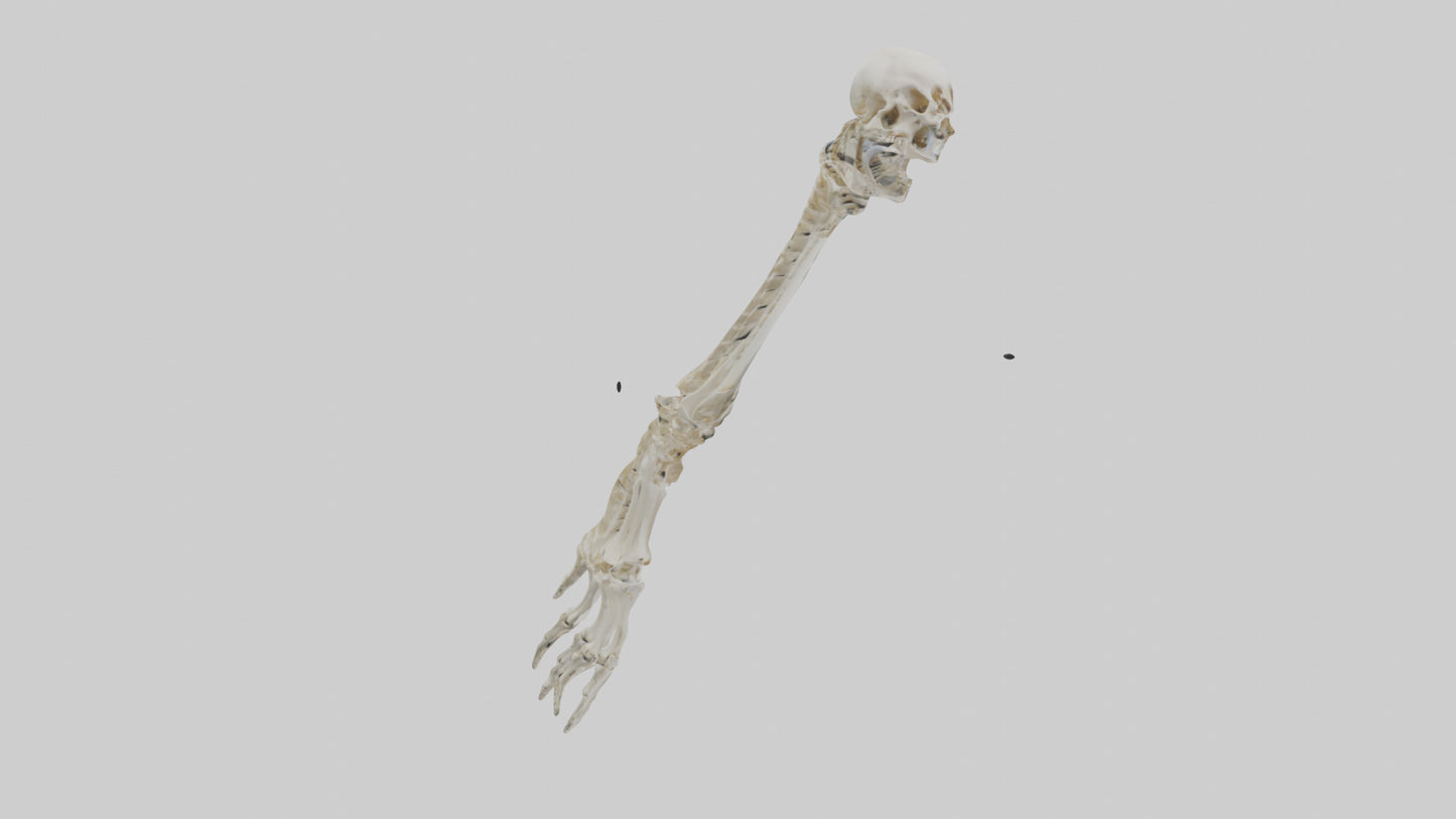 Human Radius Skeleton model VR / AR / low-poly