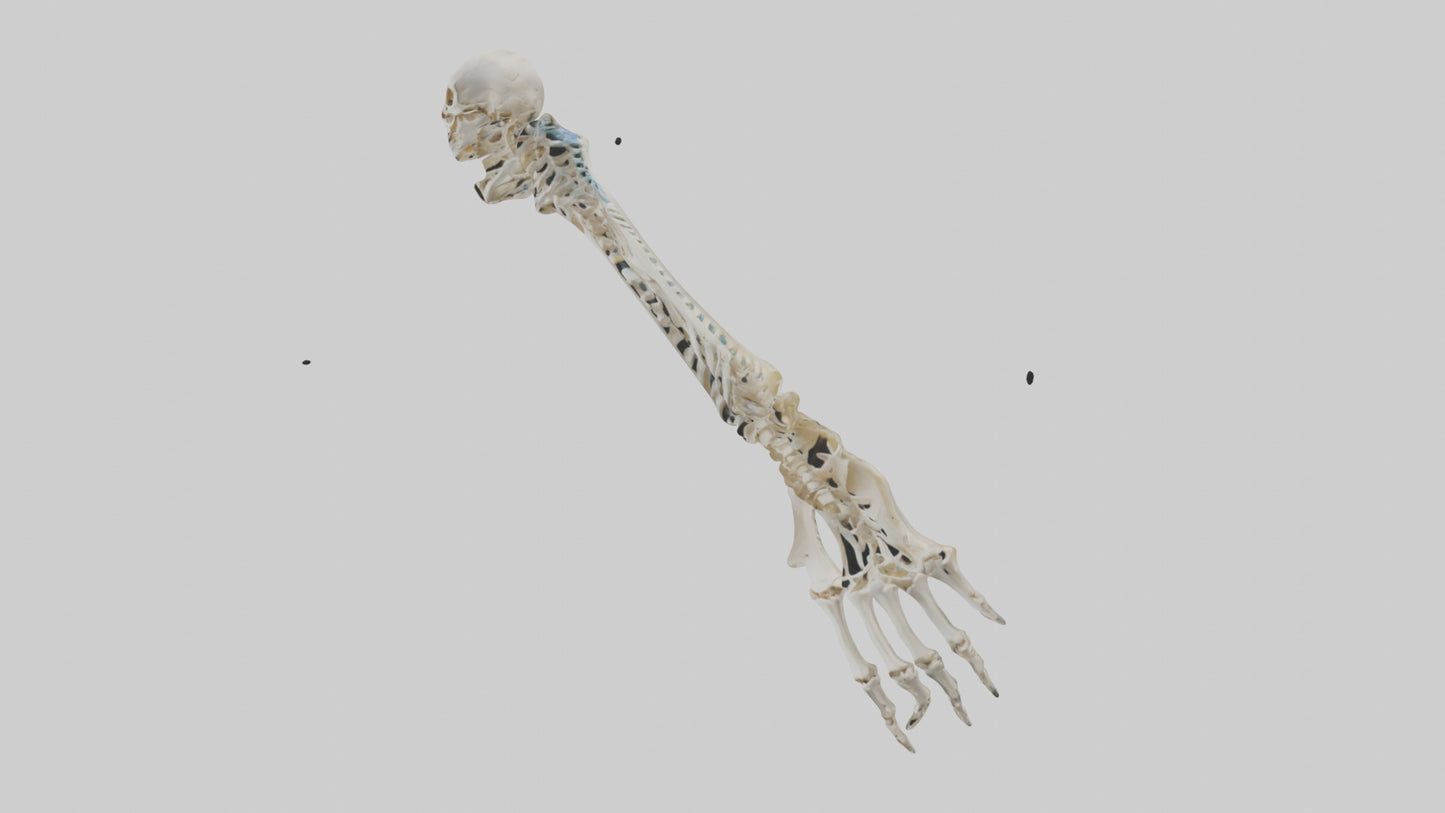 Human Radius Skeleton model VR / AR / low-poly