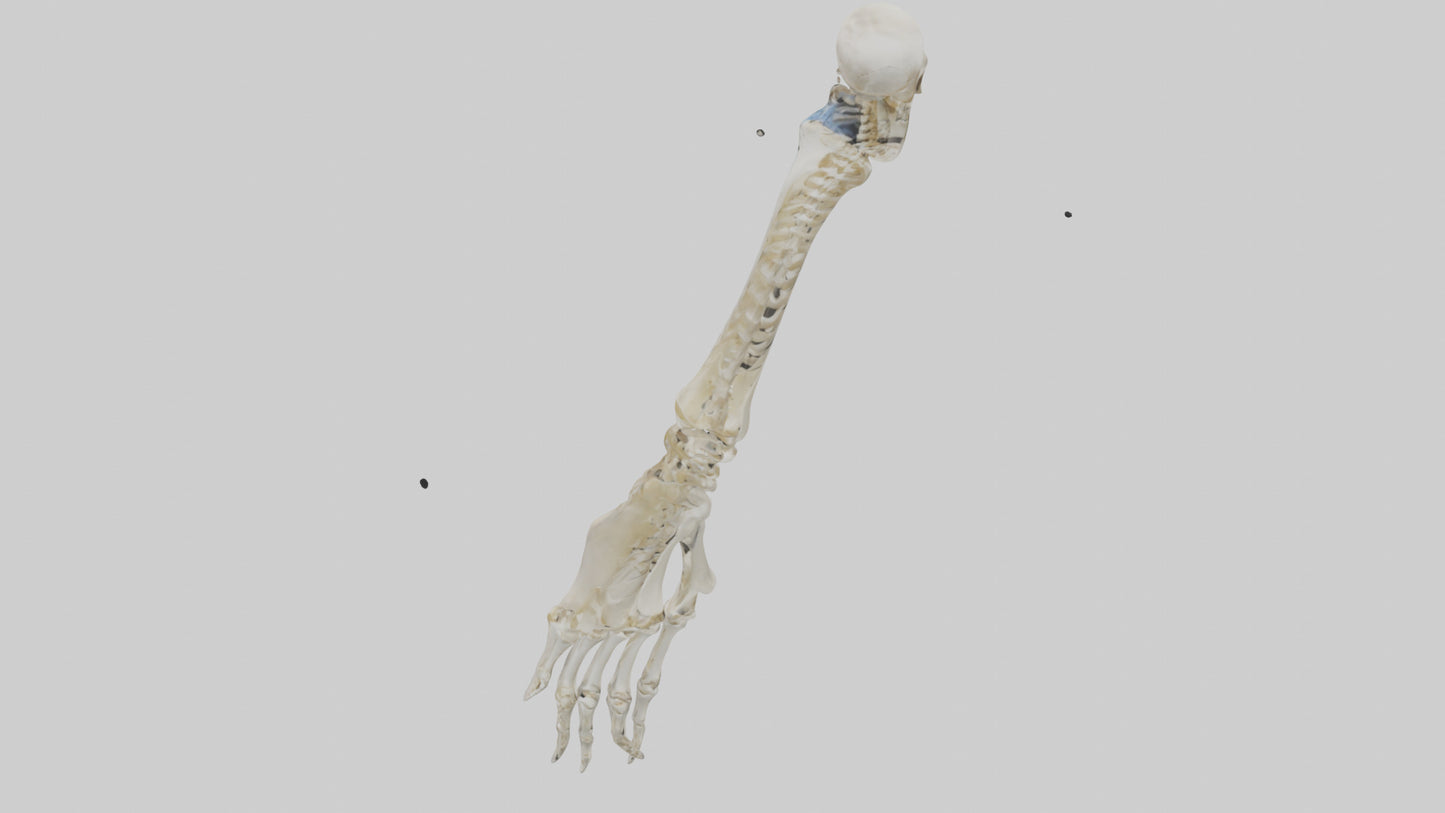 Human Radius Skeleton model VR / AR / low-poly