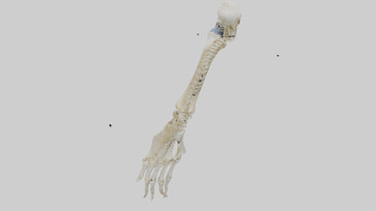 Human Radius Skeleton model VR / AR / low-poly