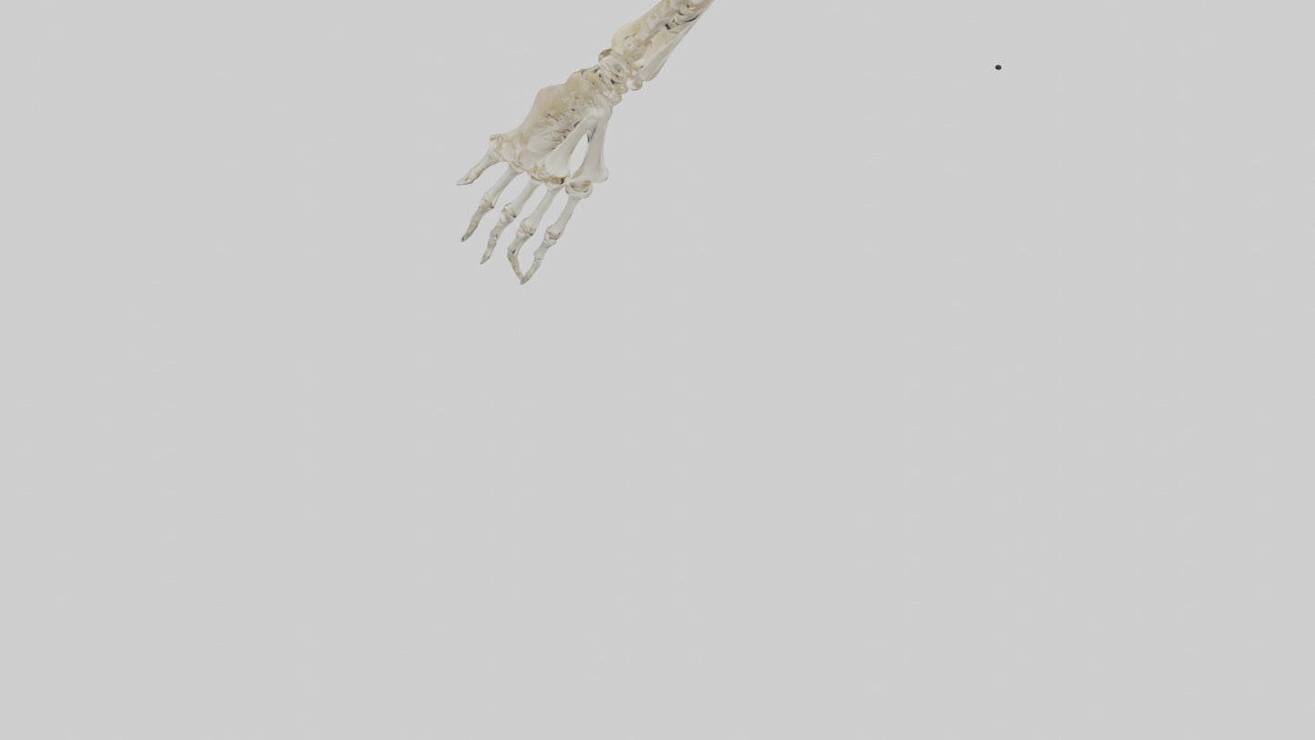 Human Radius Skeleton model VR / AR / low-poly