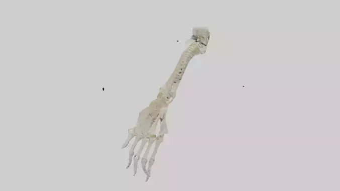 Human Radius Skeleton model VR / AR / low-poly