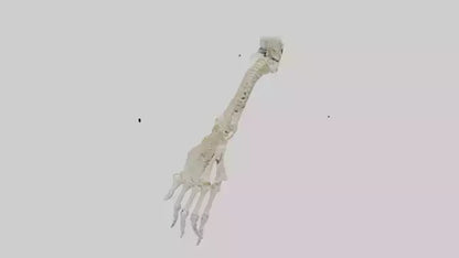 Human Radius Skeleton model VR / AR / low-poly