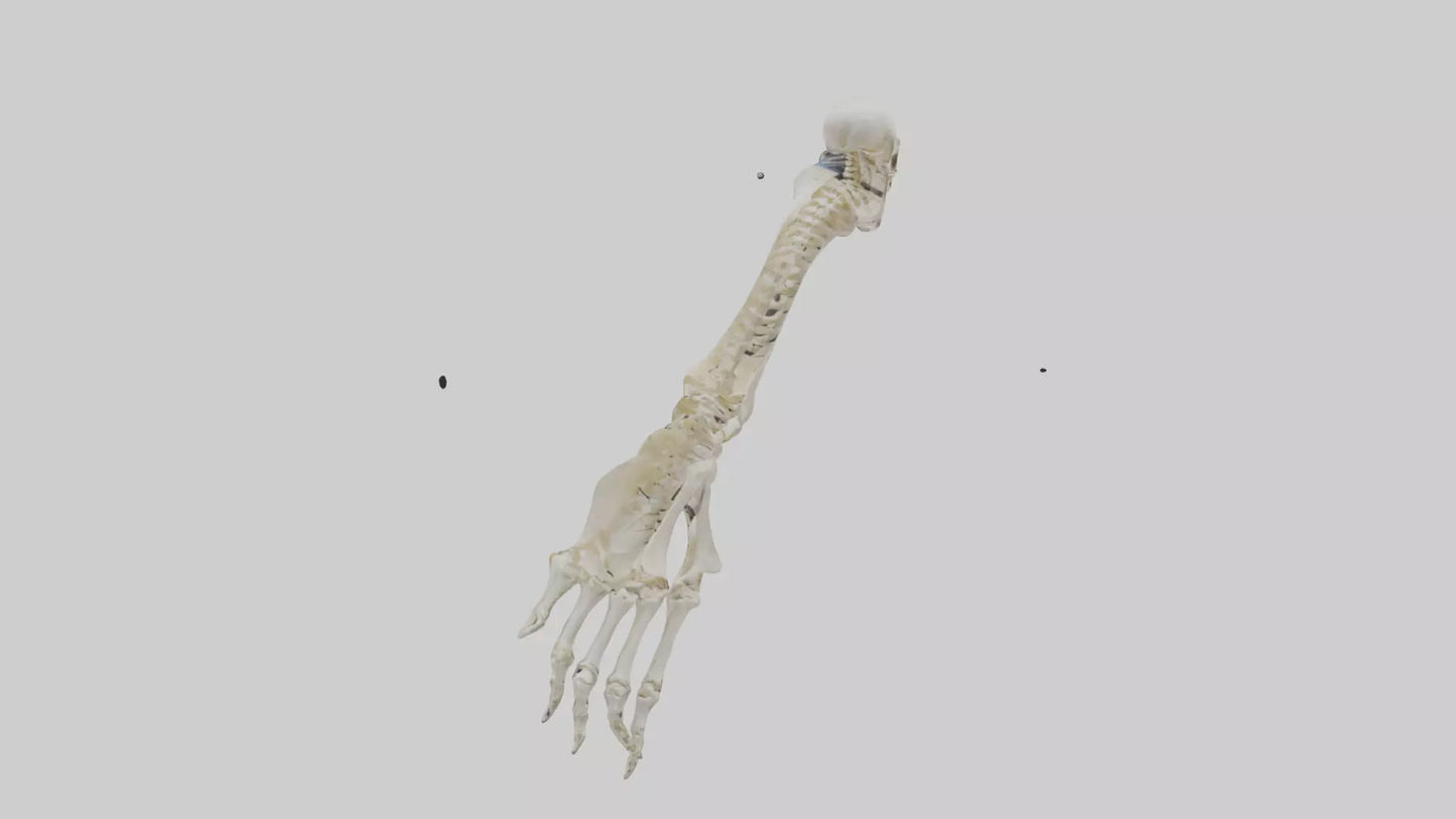 Human Radius Skeleton model VR / AR / low-poly