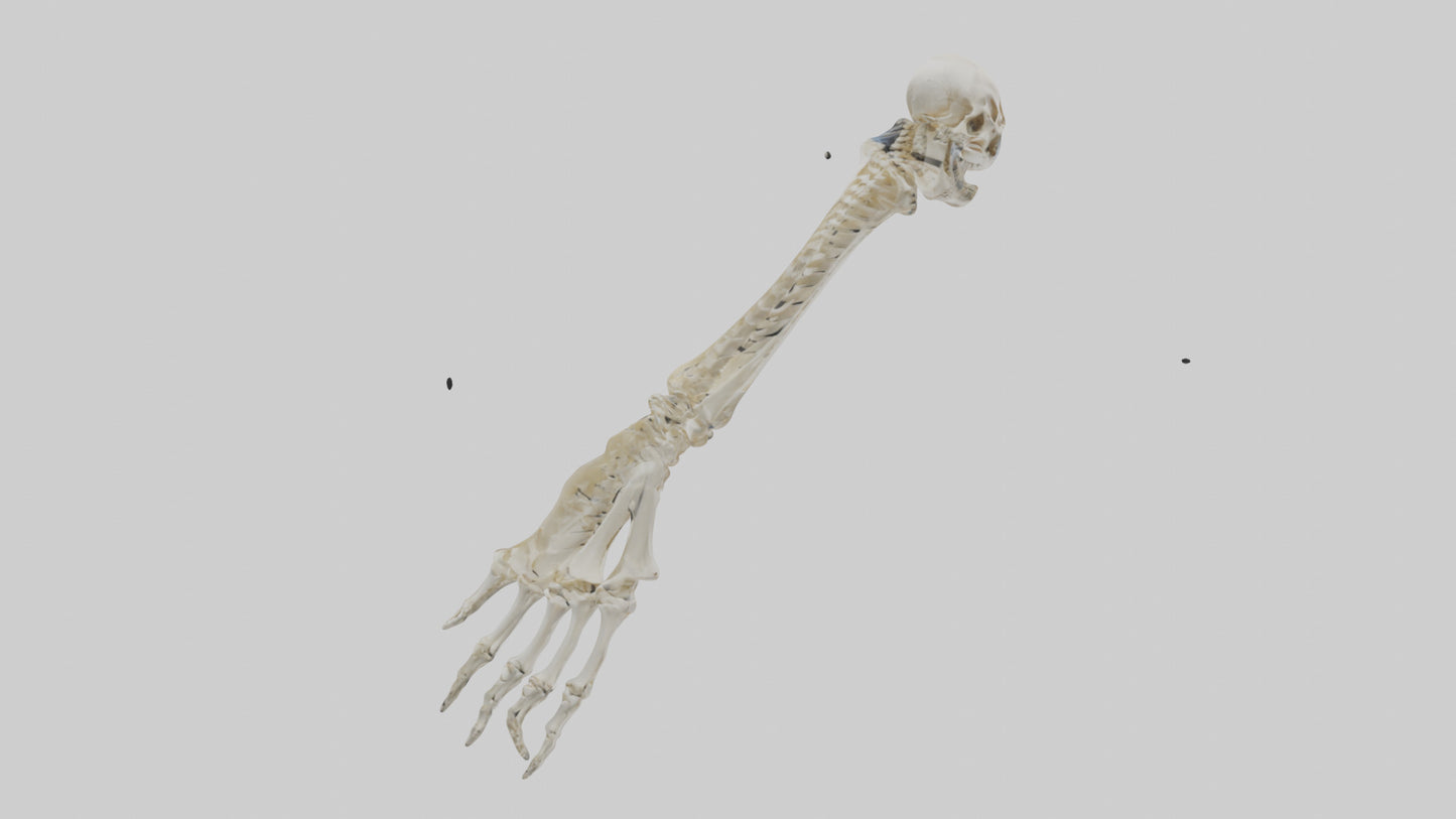 Human Radius Skeleton model VR / AR / low-poly