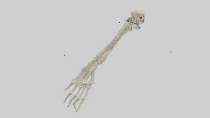 Human Radius Skeleton model VR / AR / low-poly