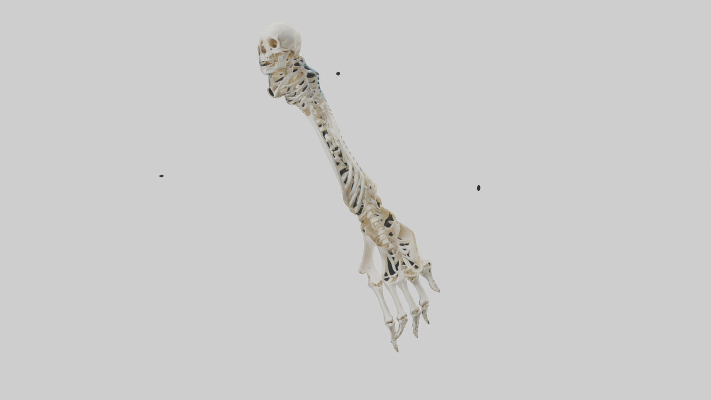 Human Radius Skeleton model VR / AR / low-poly