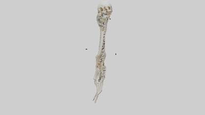 Human Radius Skeleton model VR / AR / low-poly