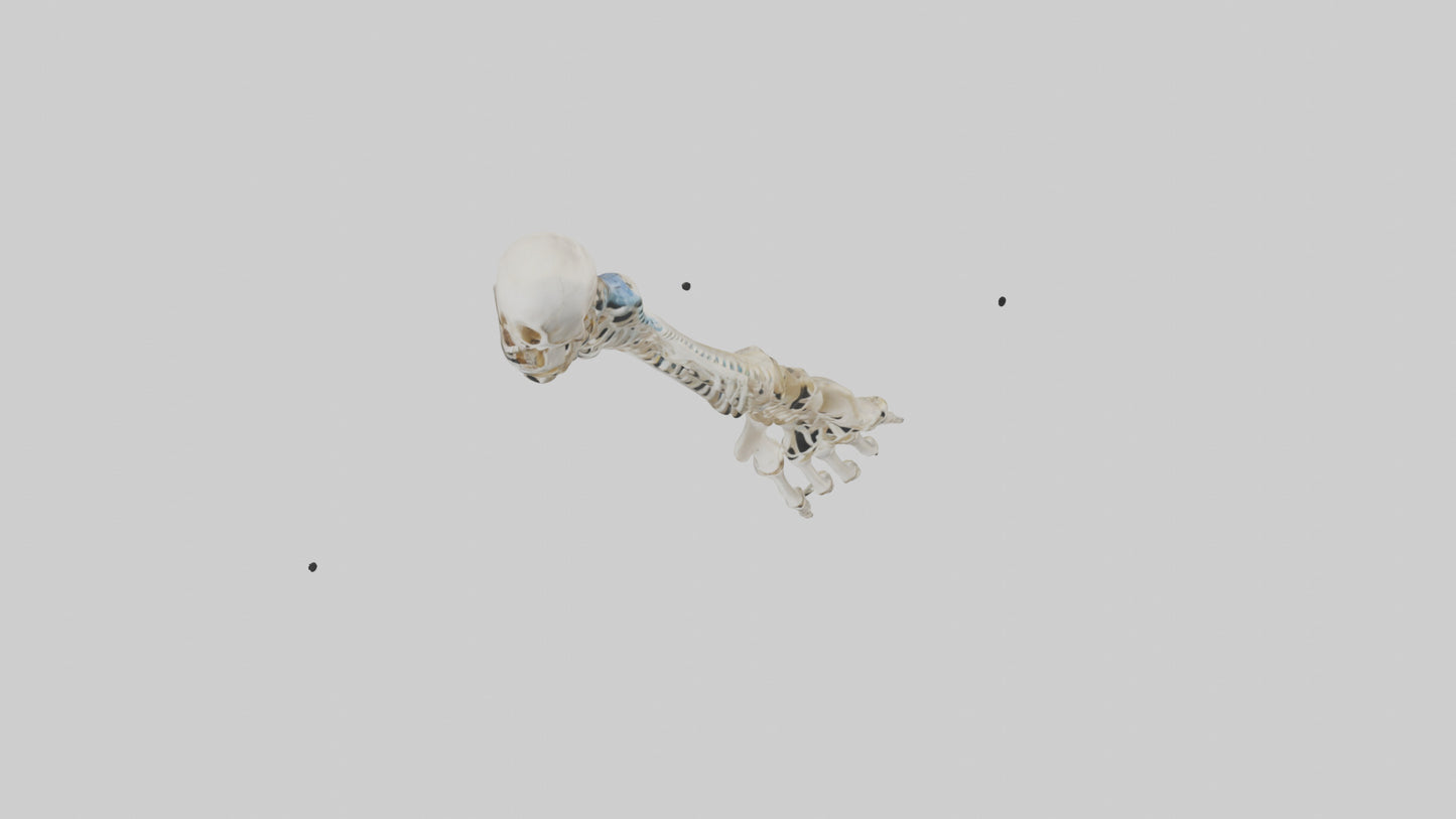 Human Radius Skeleton model VR / AR / low-poly