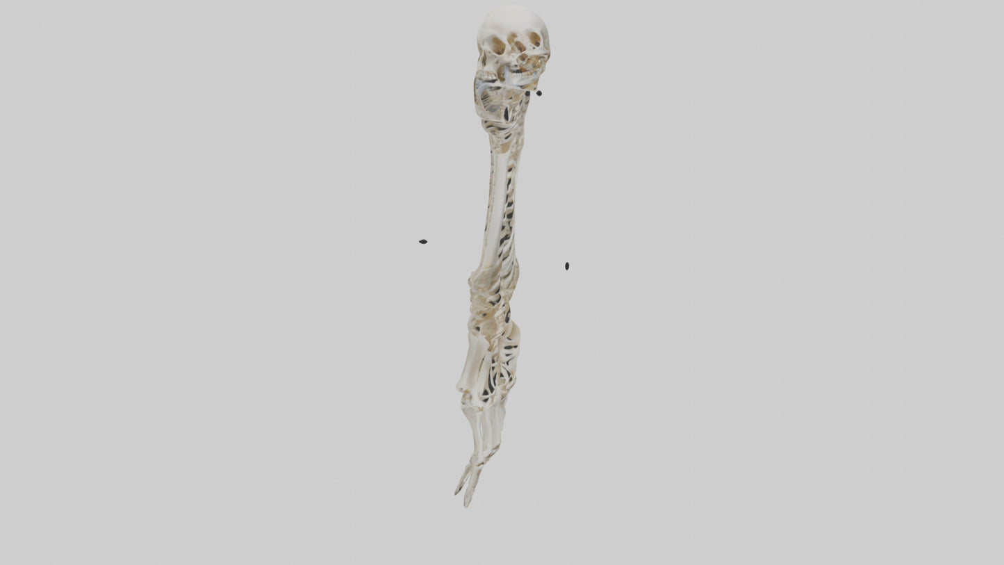 Human Radius Skeleton model VR / AR / low-poly