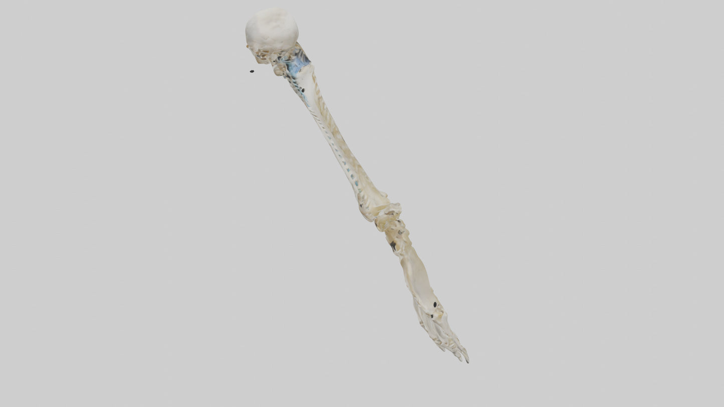 Human Radius Skeleton model VR / AR / low-poly