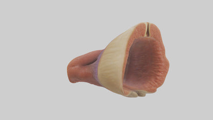 Human Rectum Model VR / AR / low-poly