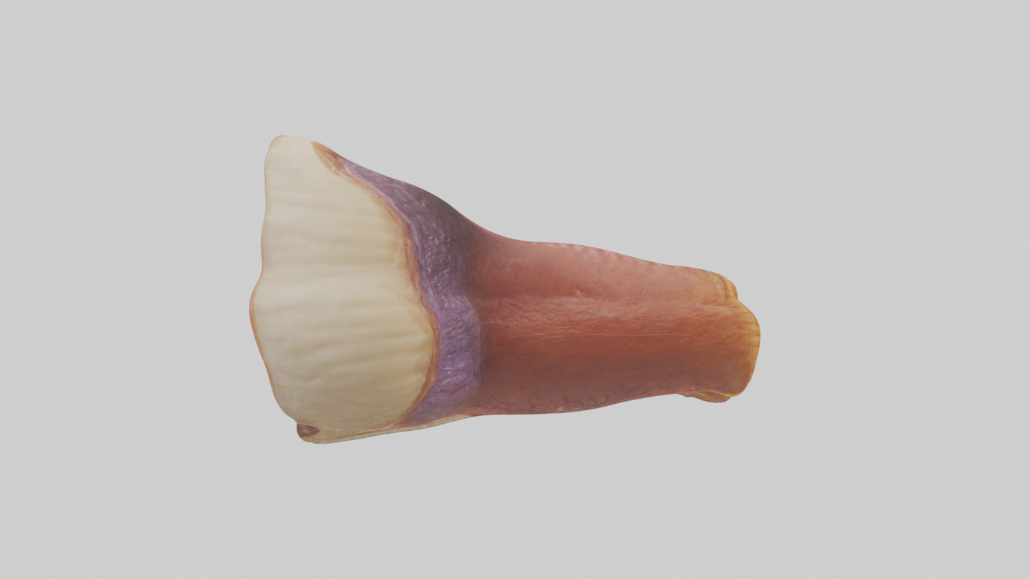 Human Rectum Model VR / AR / low-poly