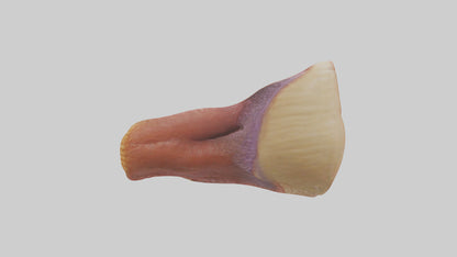 Human Rectum Model VR / AR / low-poly