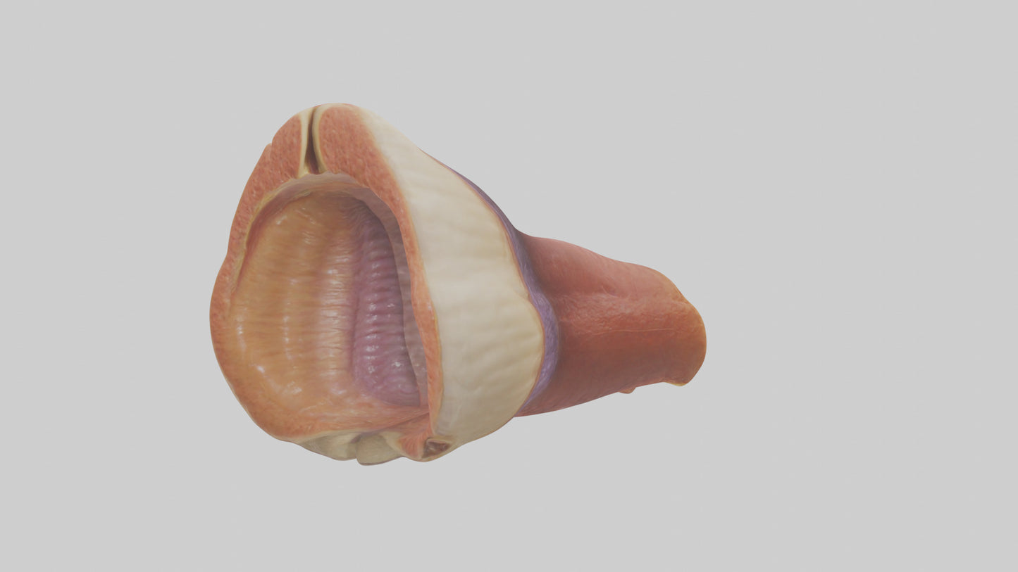 Human Rectum Model VR / AR / low-poly