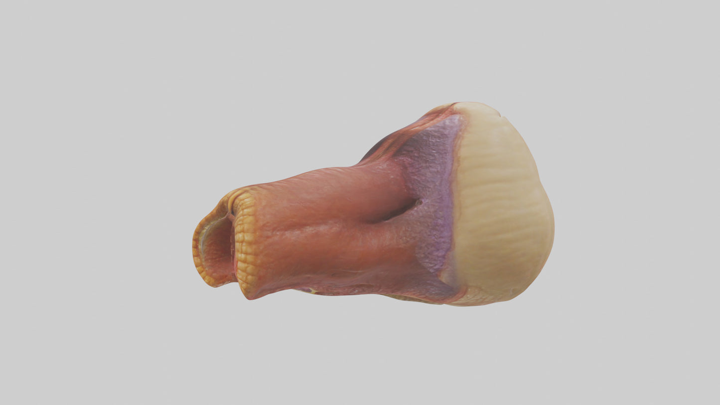 Human Rectum Model VR / AR / low-poly