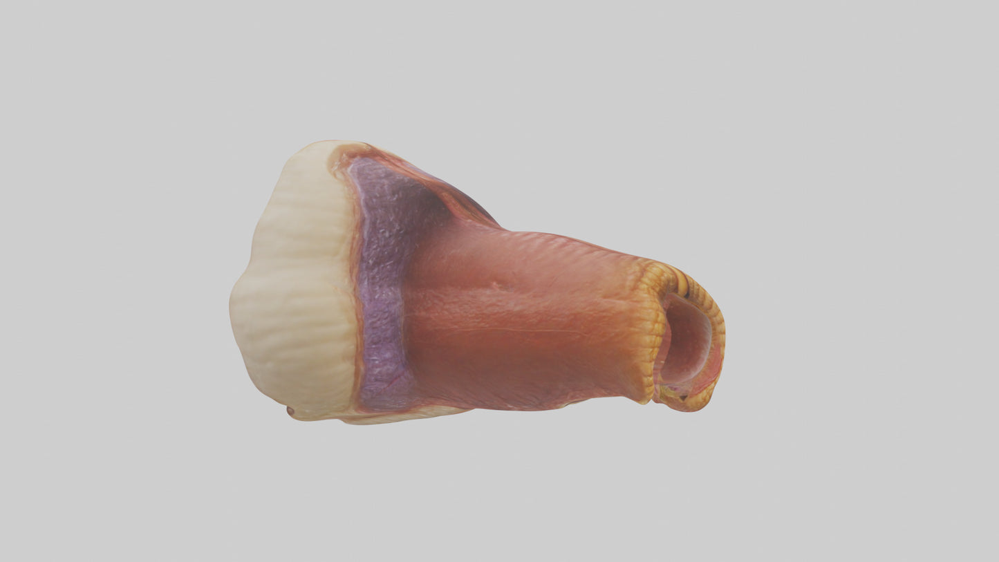 Human Rectum Model VR / AR / low-poly