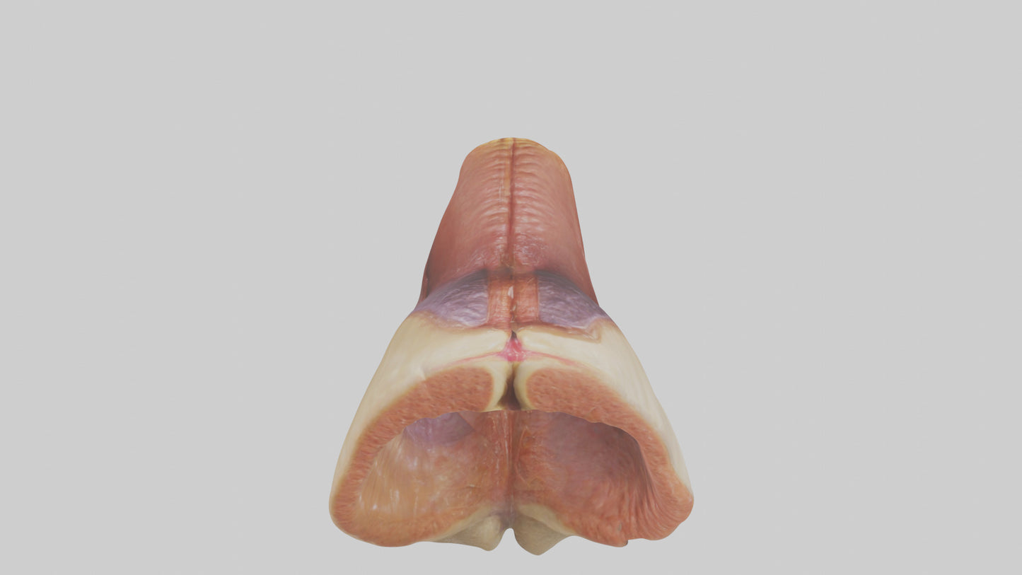Human Rectum Model VR / AR / low-poly