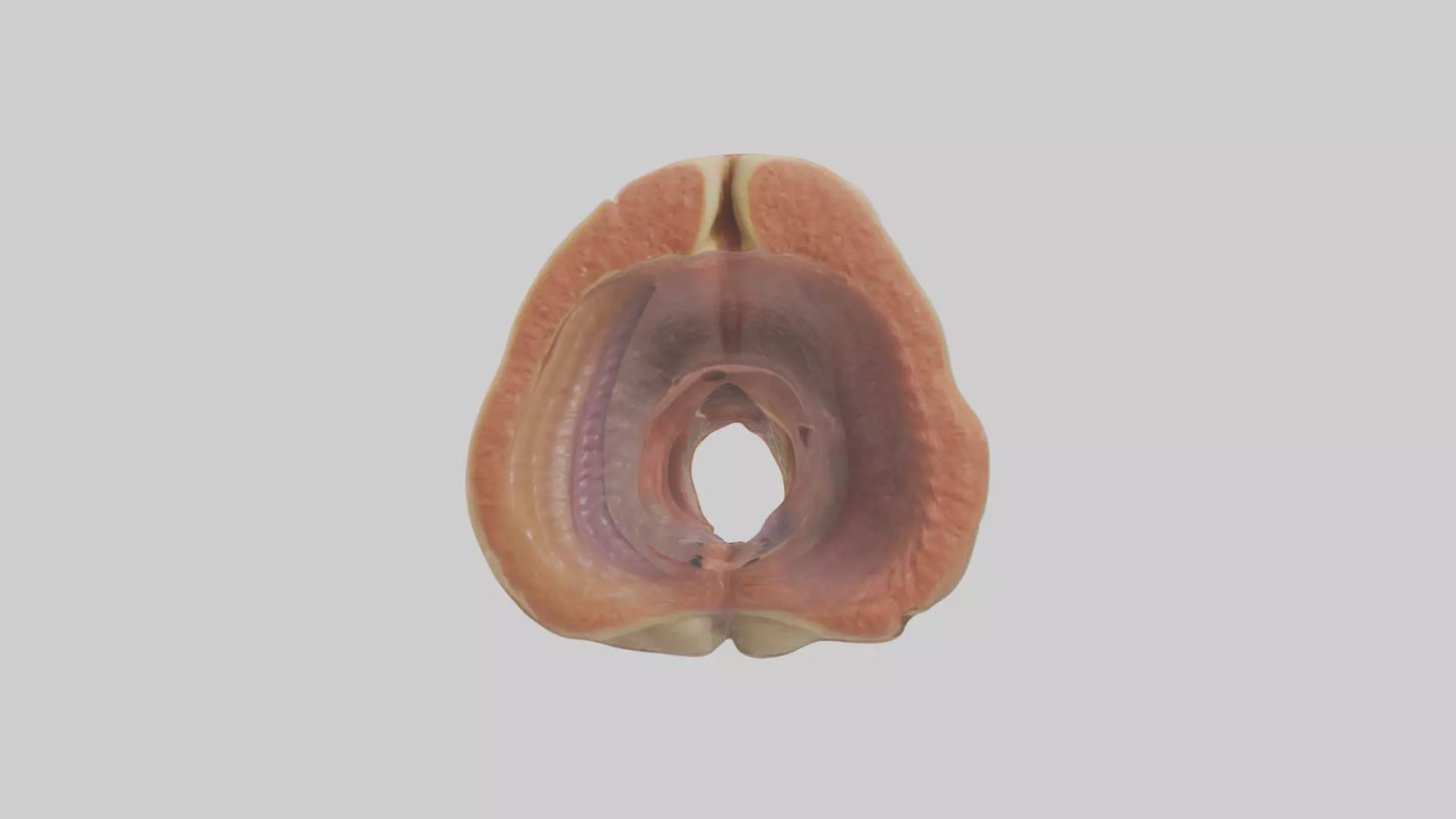 Human Rectum Model VR / AR / low-poly