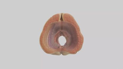 Human Rectum Model VR / AR / low-poly