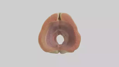 Human Rectum Model VR / AR / low-poly