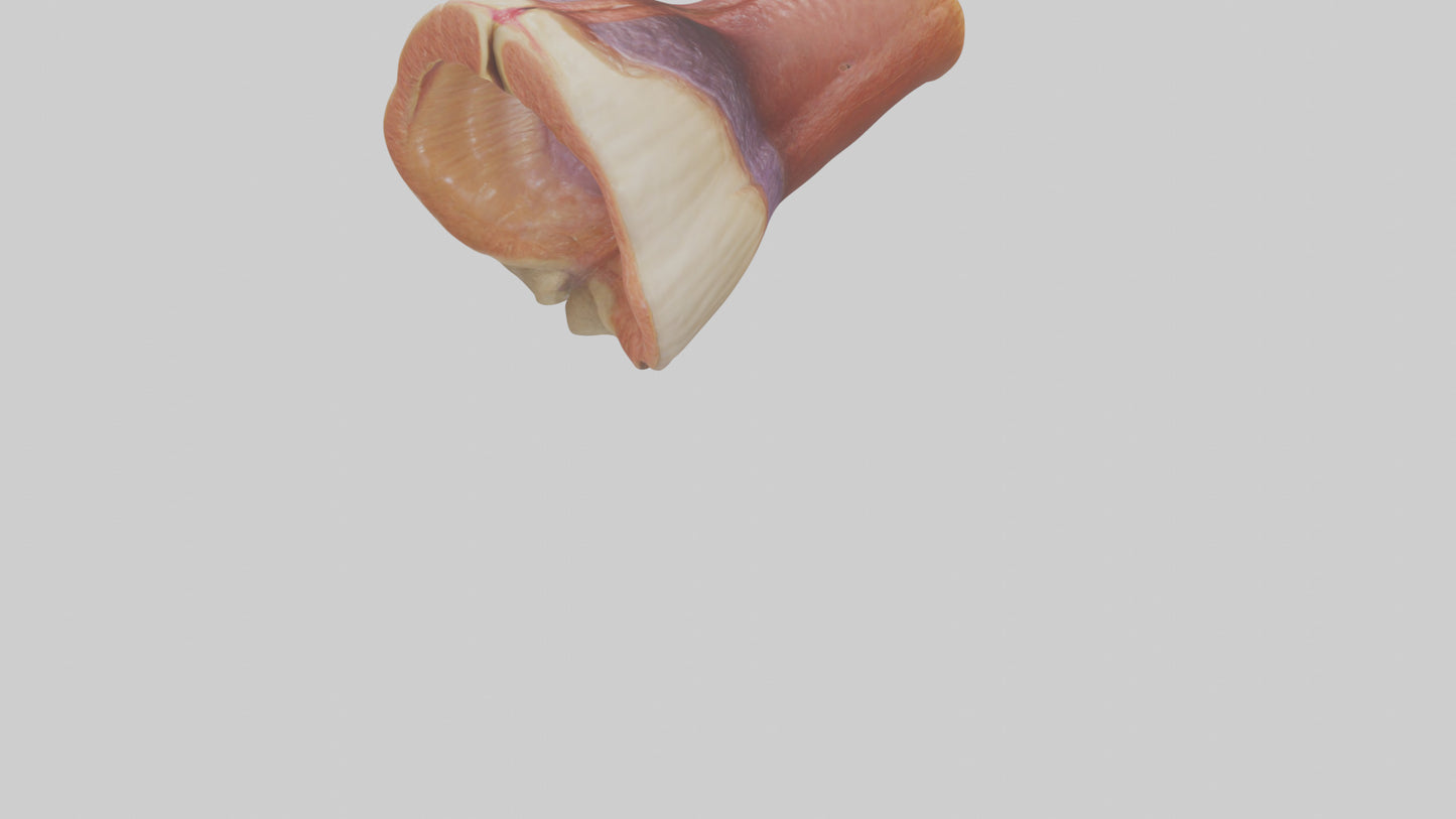 Human Rectum Model VR / AR / low-poly