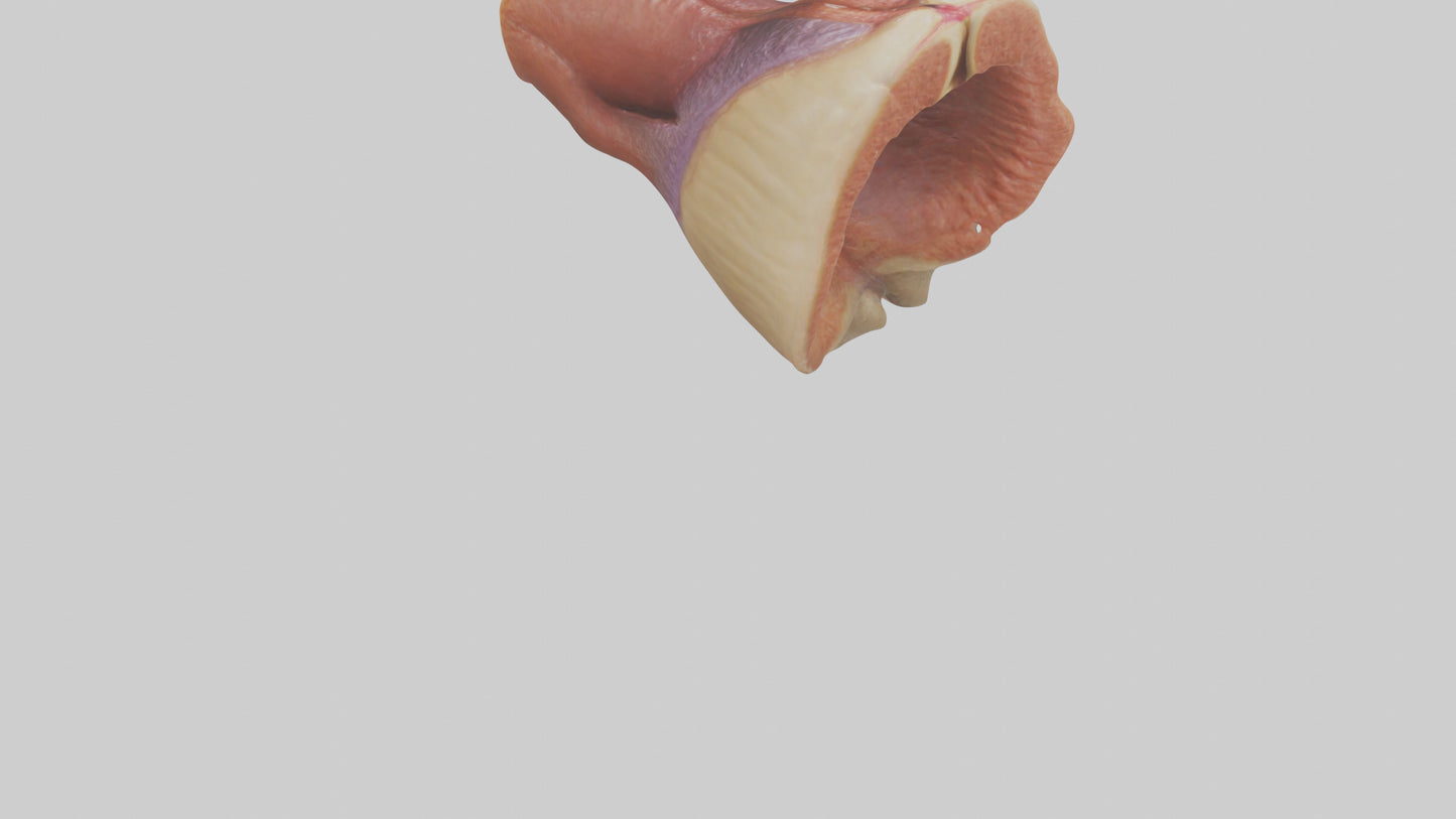Human Rectum Model VR / AR / low-poly