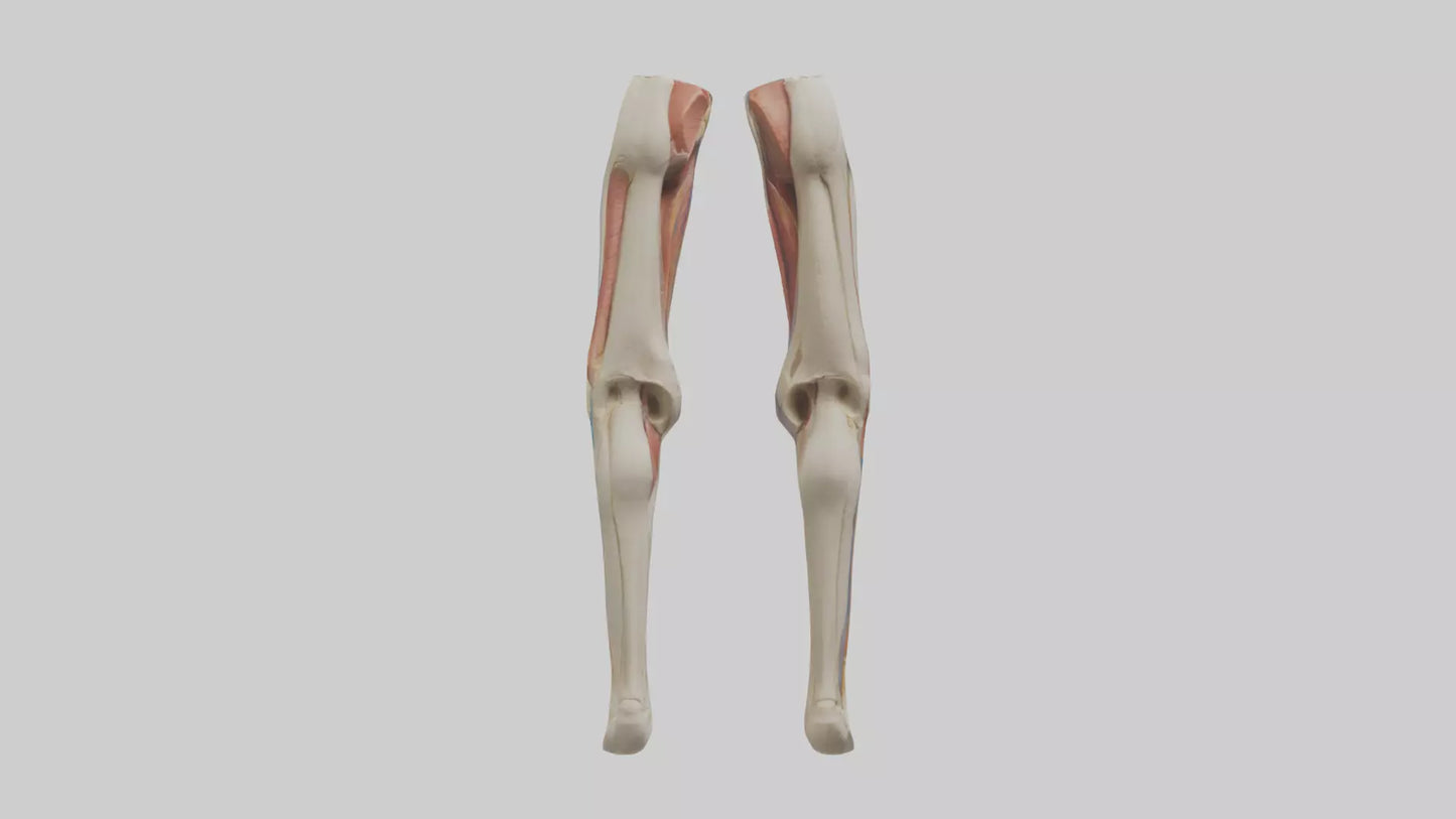 3D model Human Rectus Femoris Model VR / AR / low-poly