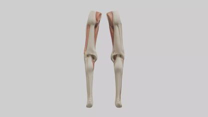 3D model Human Rectus Femoris Model VR / AR / low-poly