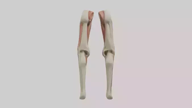 3D model Human Rectus Femoris Model VR / AR / low-poly