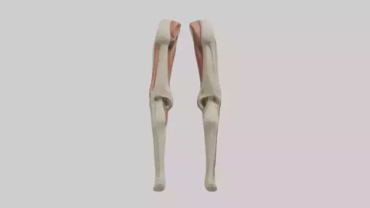 3D model Human Rectus Femoris Model VR / AR / low-poly