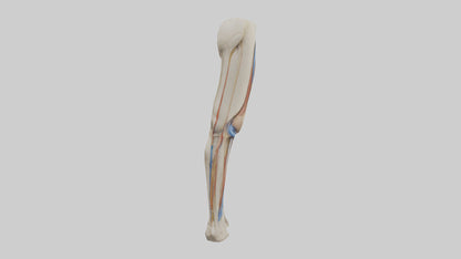 3D model Human Rectus Femoris Model VR / AR / low-poly