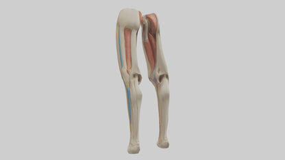 3D model Human Rectus Femoris Model VR / AR / low-poly