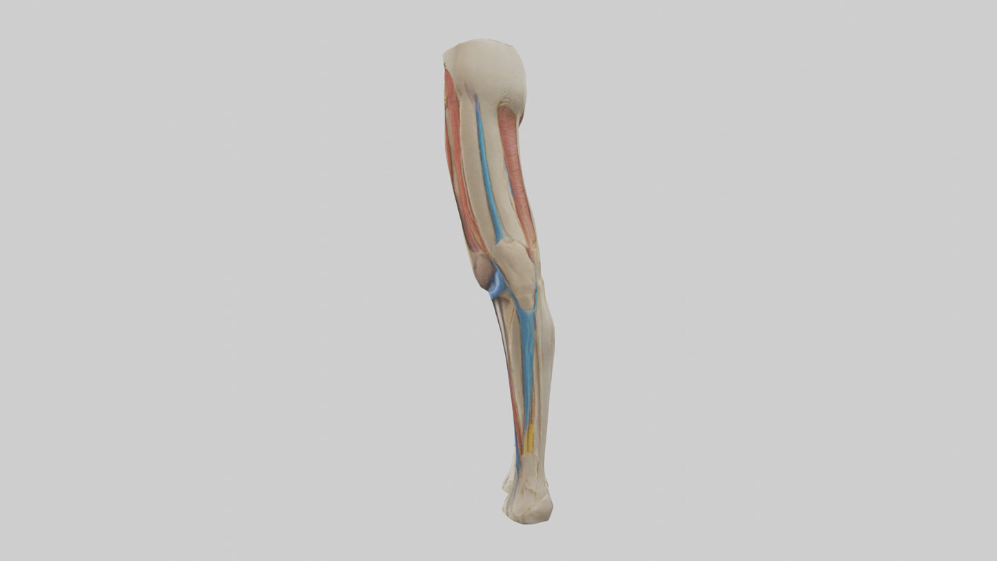 3D model Human Rectus Femoris Model VR / AR / low-poly