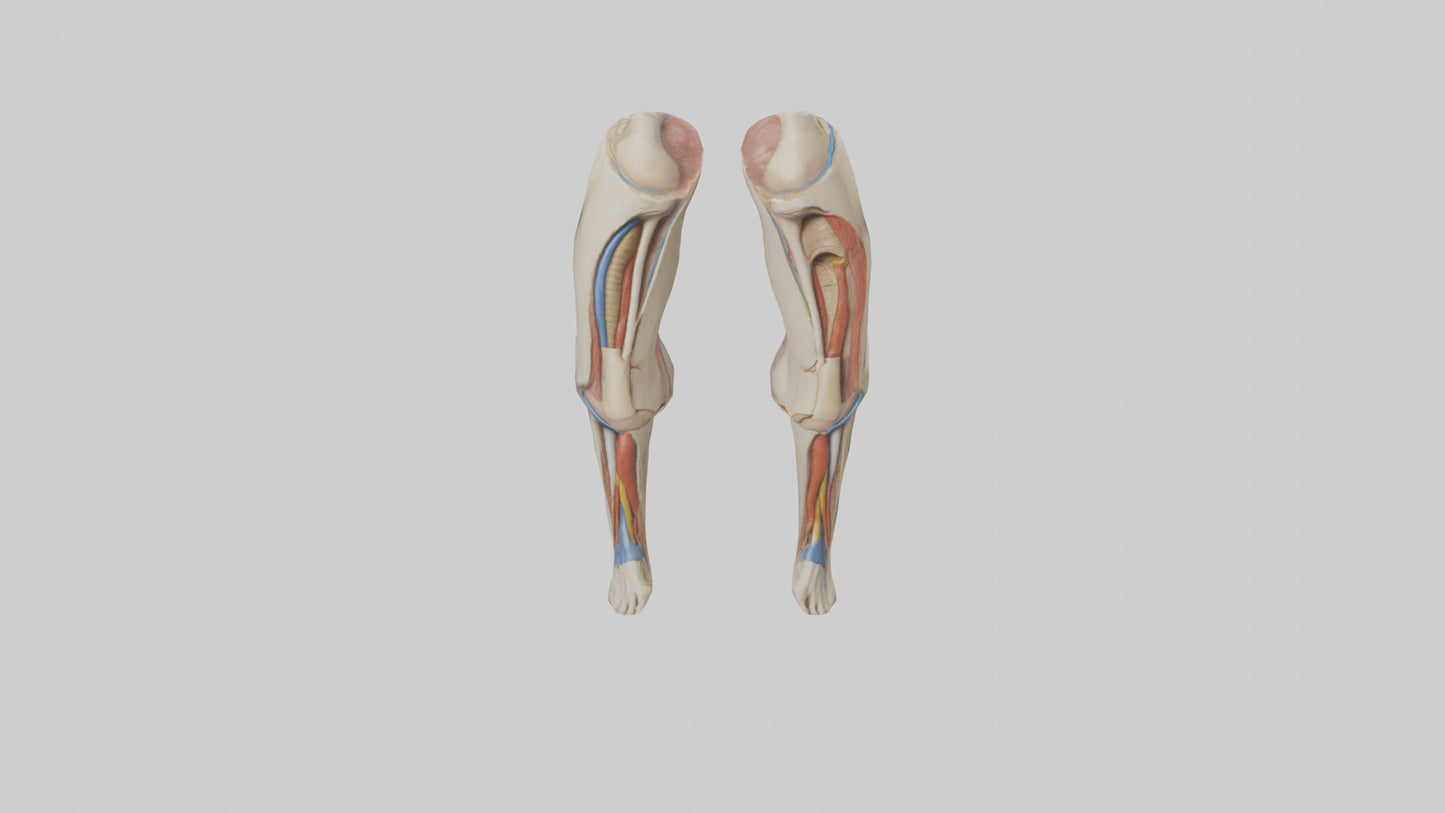 3D model Human Rectus Femoris Model VR / AR / low-poly