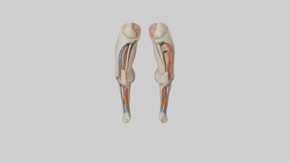 3D model Human Rectus Femoris Model VR / AR / low-poly