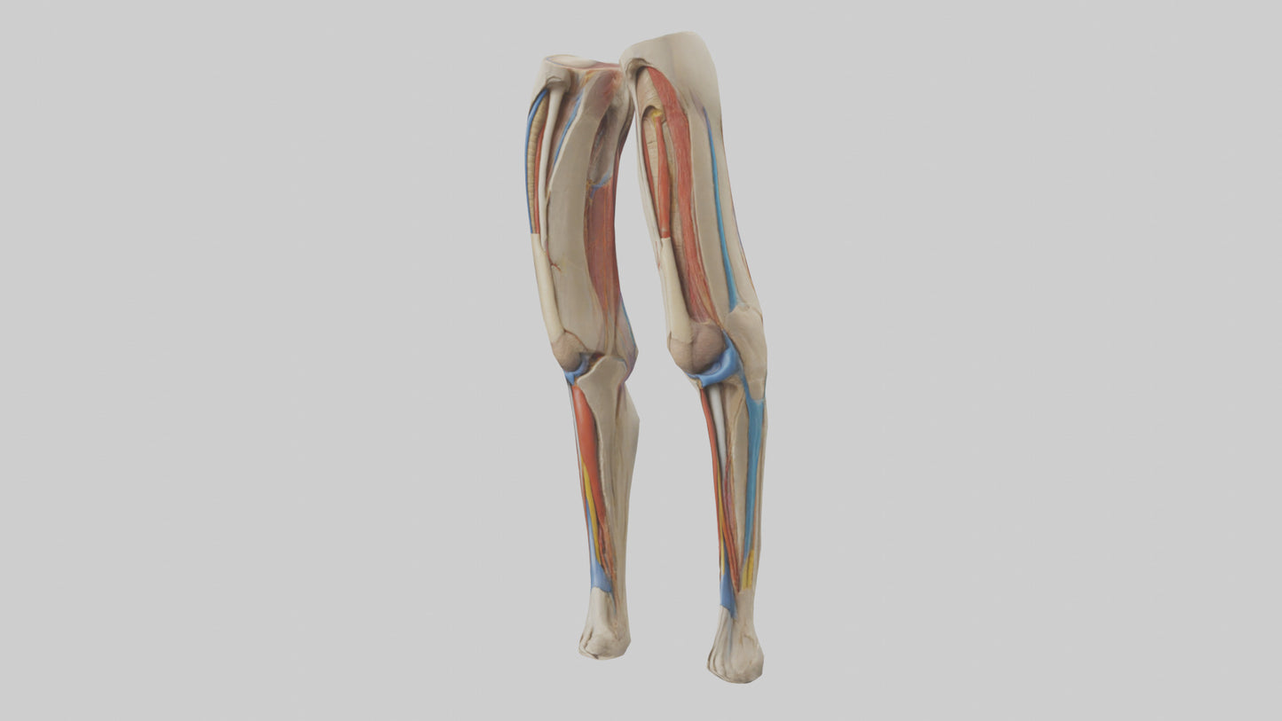 3D model Human Rectus Femoris Model VR / AR / low-poly
