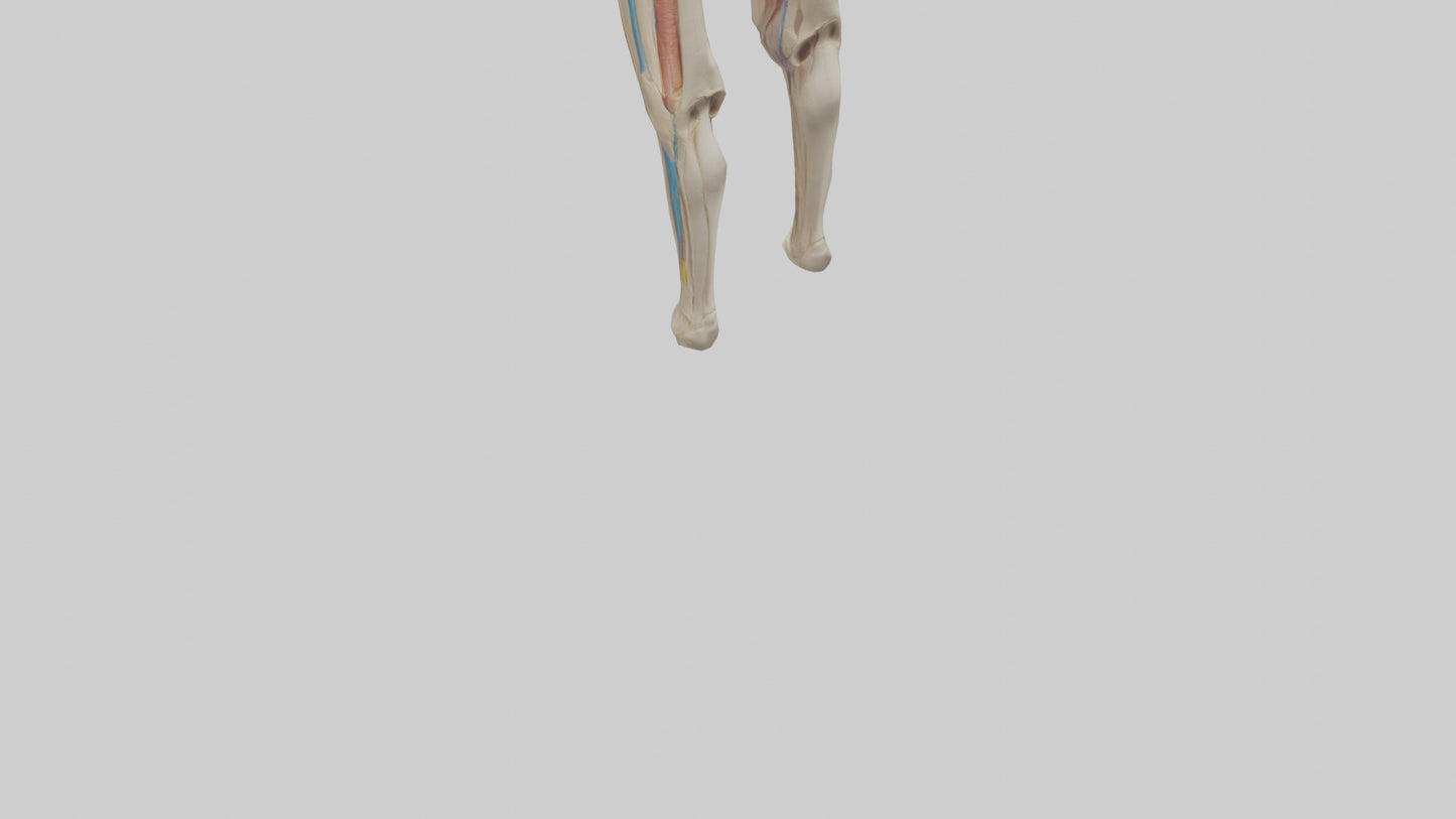 3D model Human Rectus Femoris Model VR / AR / low-poly