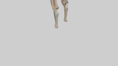 3D model Human Rectus Femoris Model VR / AR / low-poly