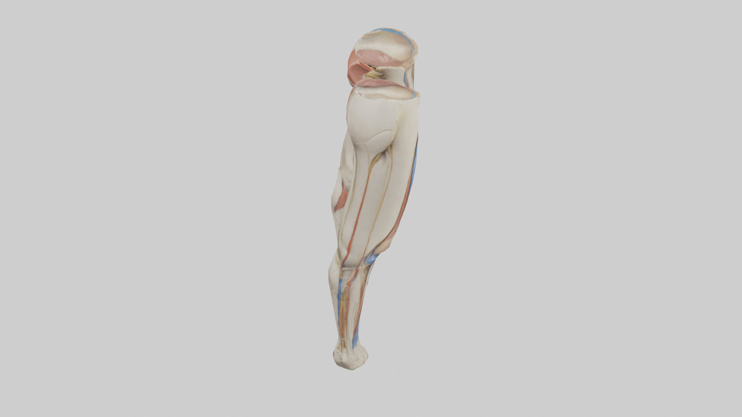 3D model Human Rectus Femoris Model VR / AR / low-poly